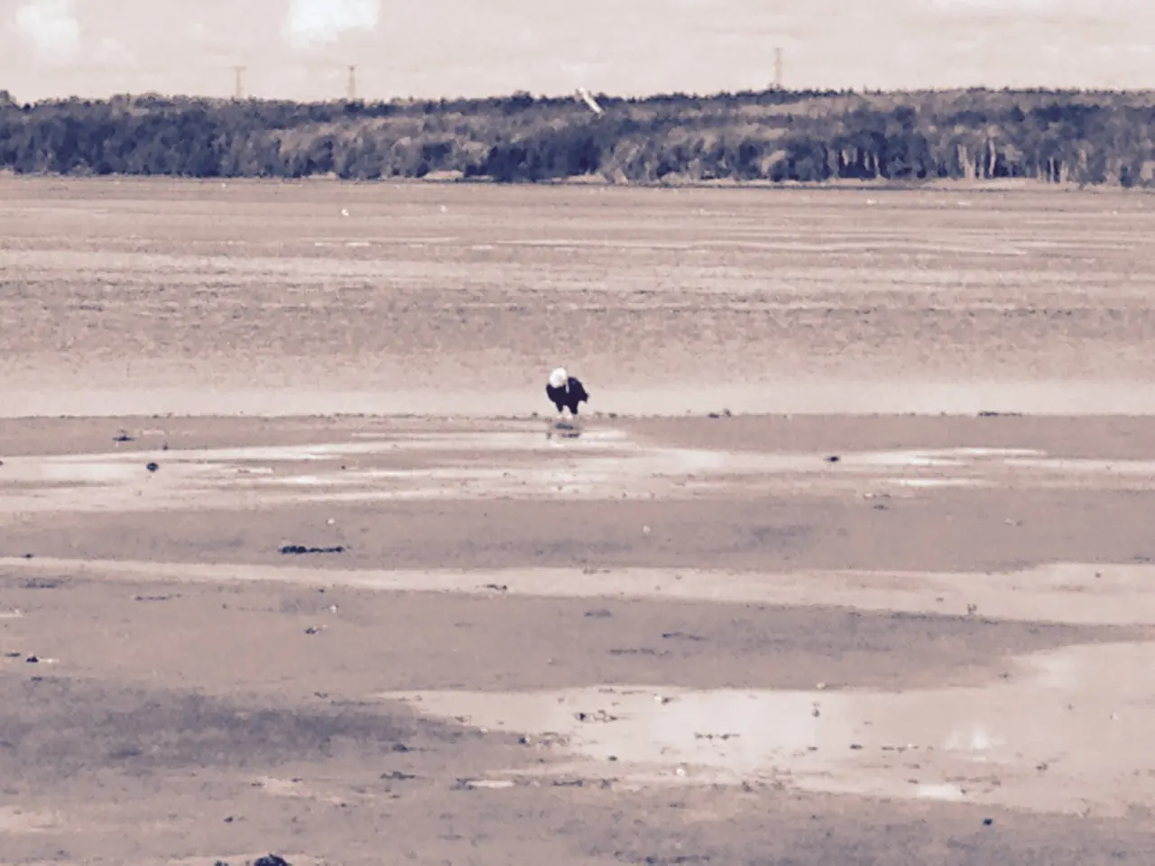 Bald eagle on the Cape Breton coast