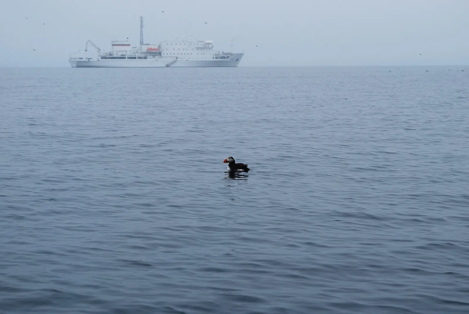 Atlantic puffin off Bird Islands, Cape Breton